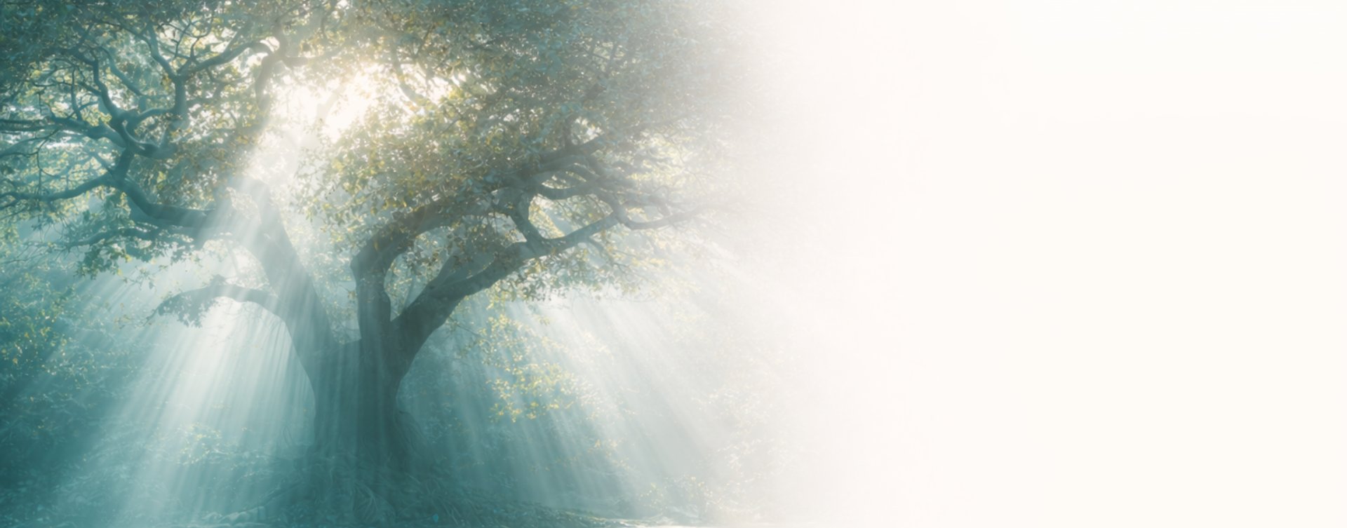 Large tree with light beams in a calm, misty setting symbolizing peace and healing